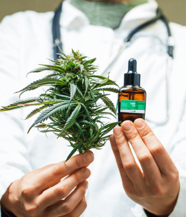 scientist holding cannabis plant and cbd oil bottle