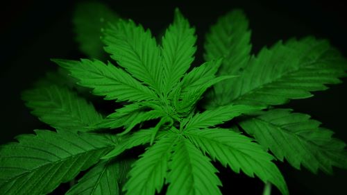 Large cannabis leaf on dark background