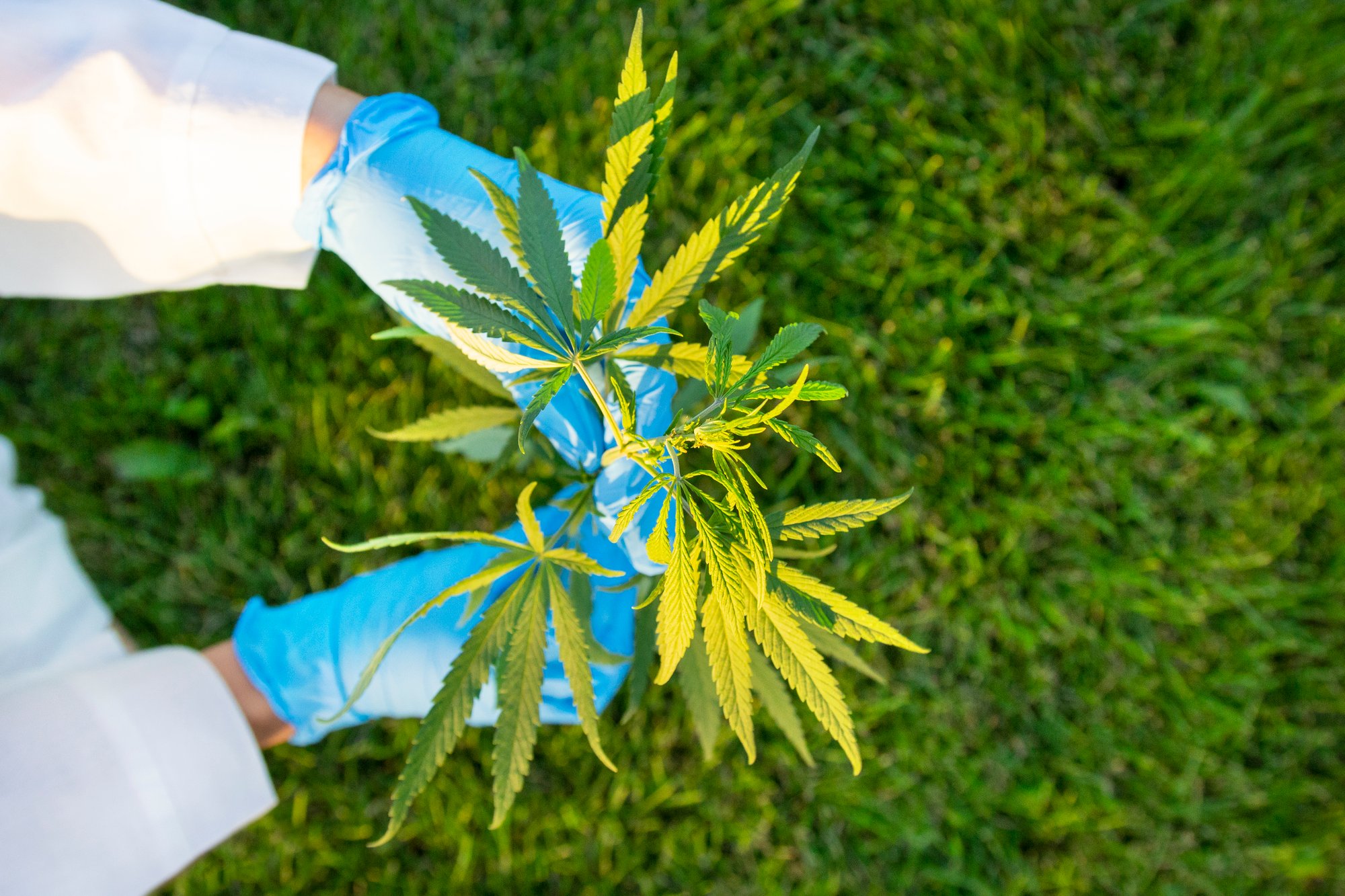 Cannabis Plant Cannabis Plant
