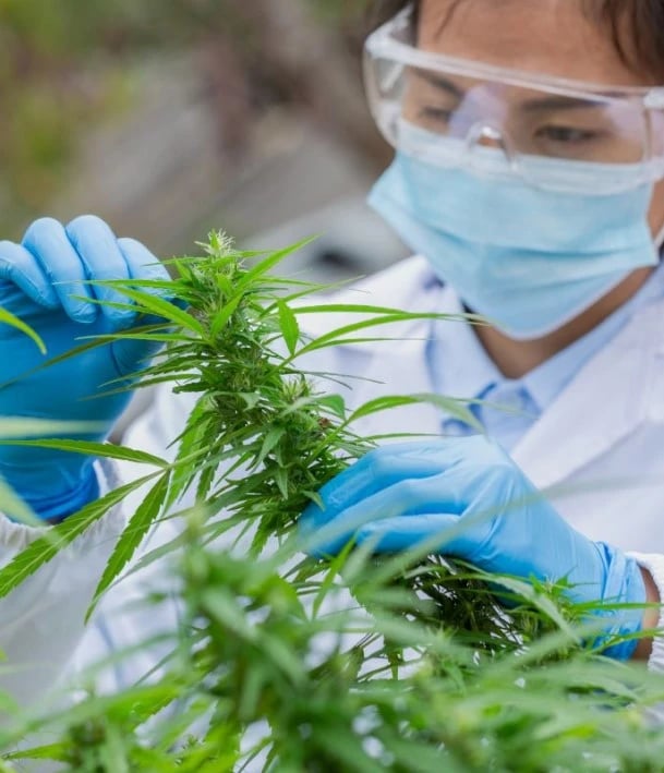 scientist taking cannabis plant samples
