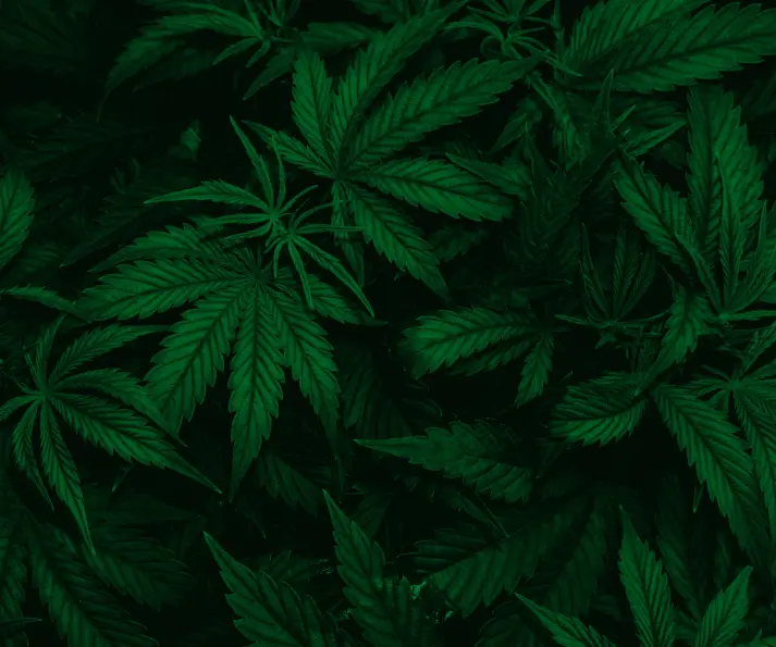 cannabis leaf on dark background