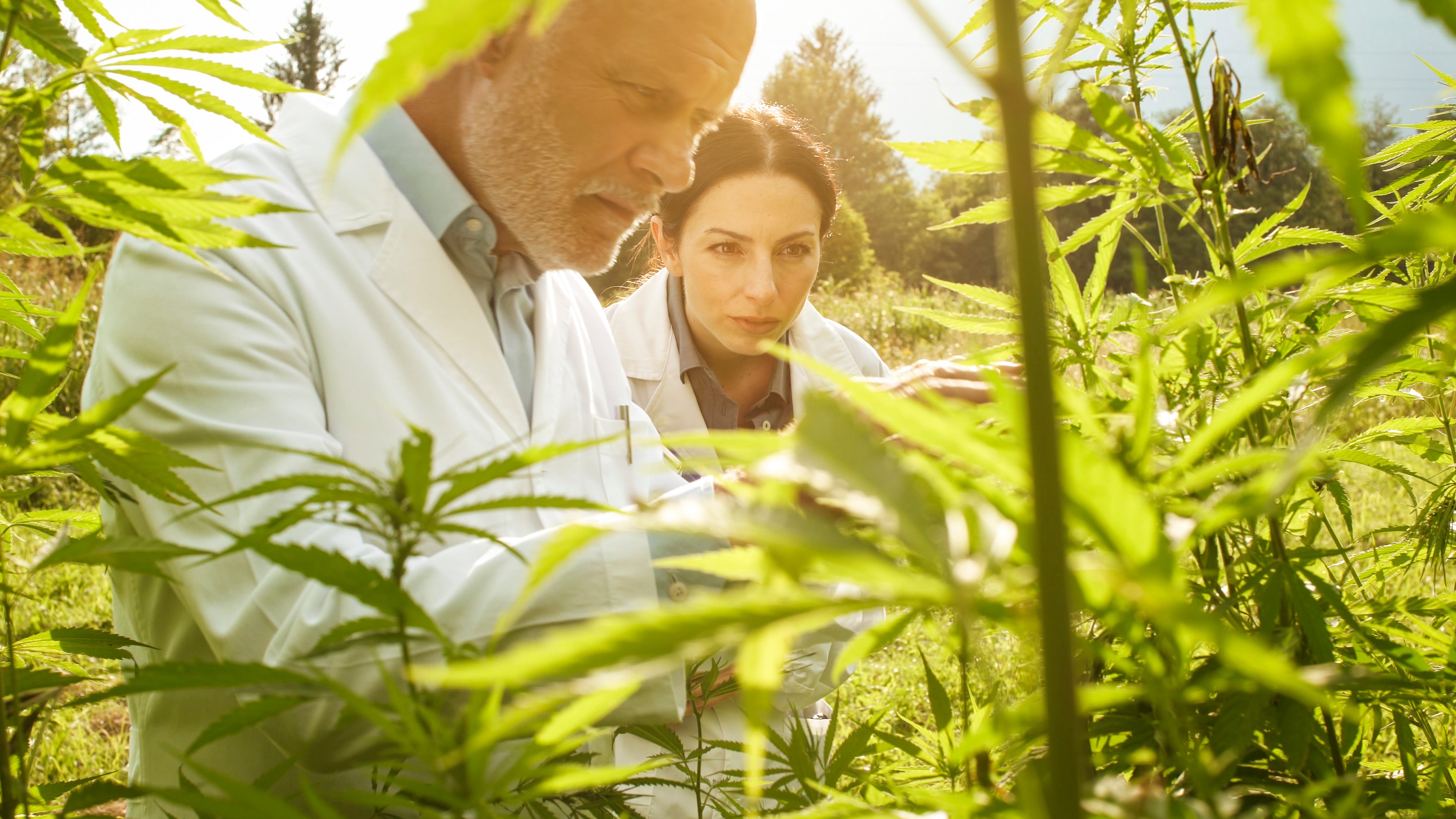 Understanding-the-cannabinoid-regulatory-landscape-in-the-UK