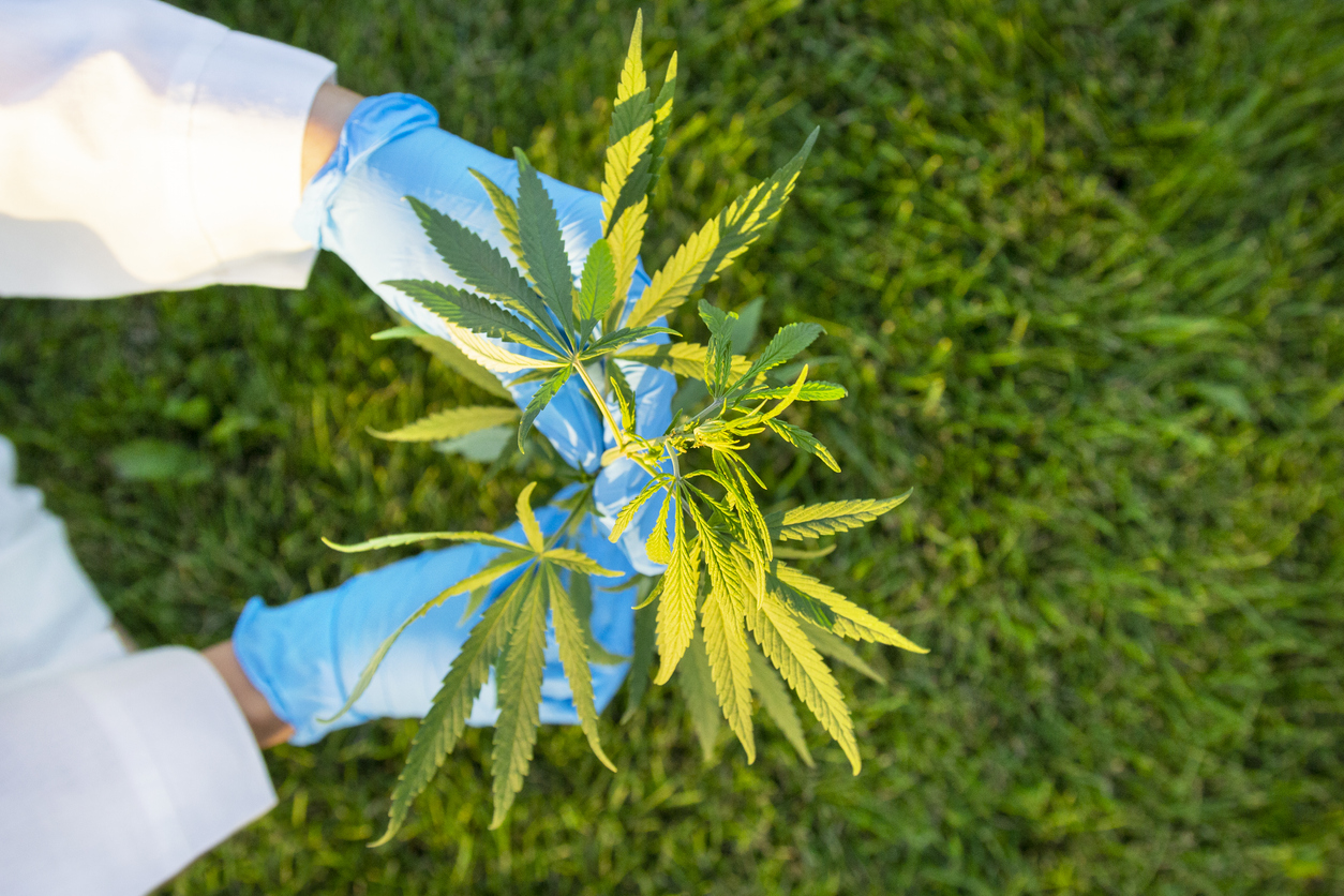 Cannabis-Science-Conference:-A-Look-at-the-U.S.-Cannabis-Industry